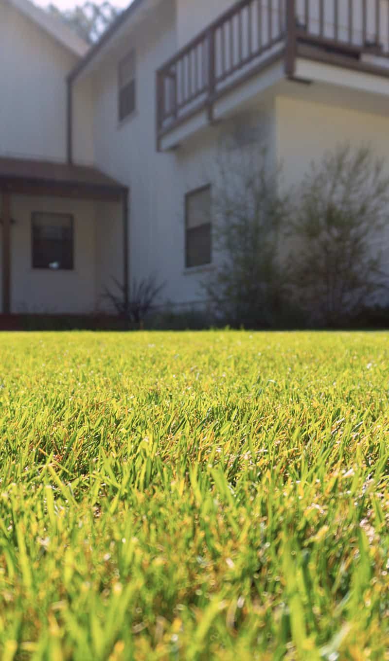 Diseño de paisaje con arbustos y flores variadas