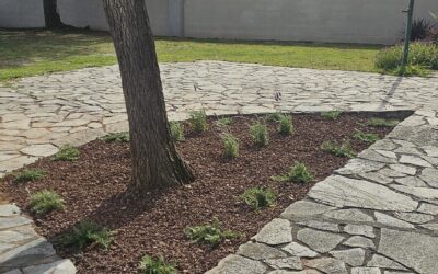 Poda de árboles y arbustos: calendario y normativa en Castellón