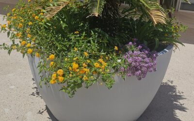 Xerojardinería: plantas autóctonas de bajo consumo