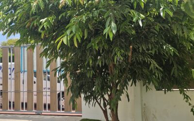 Calendario de mantenimiento del césped en la Plana Baixa