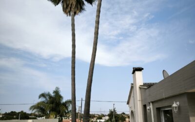 Mantenimiento de jardines en Nules: qué incluye y precios
